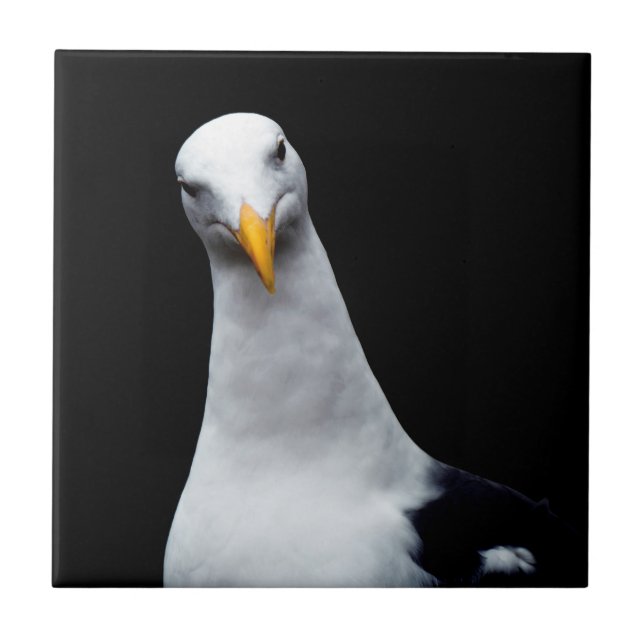 Seagull (Frente)