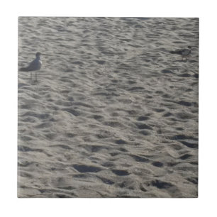 Seagull em Cocoa Beach
