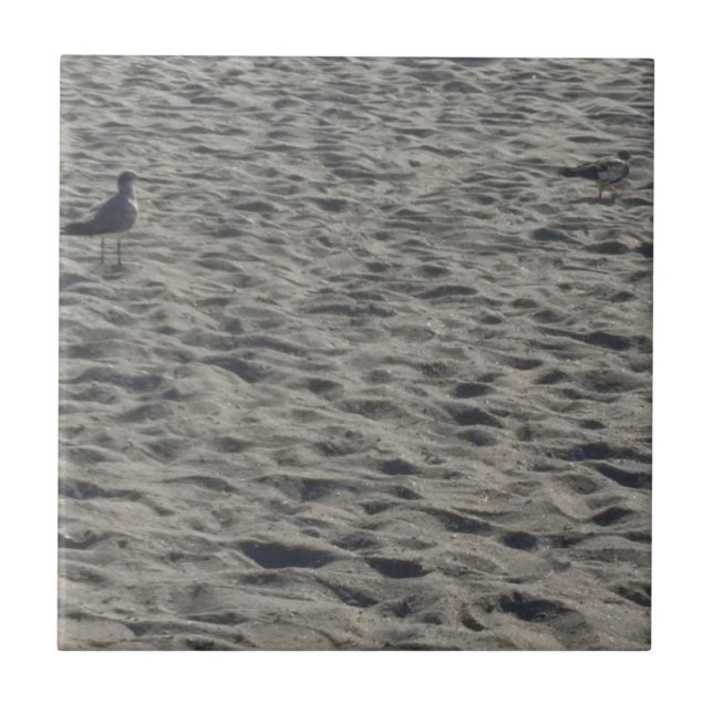 Seagull em Cocoa Beach (Frente)