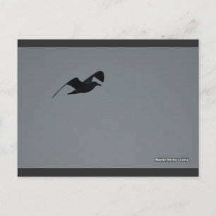 Seagull em Silhouette Cartão postal Blue Beach