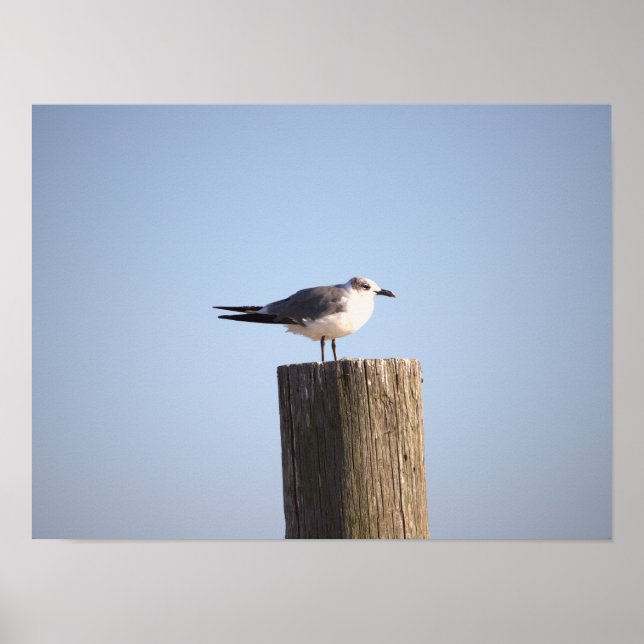 Seagull em um Poster de Posto (Frente)