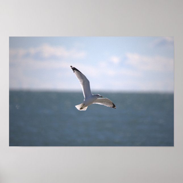 Seagull Flying Photo Poster (Frente)