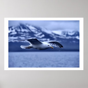 Seagull In Flight Willife Art Poster