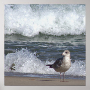 Seagull na Poster da praia