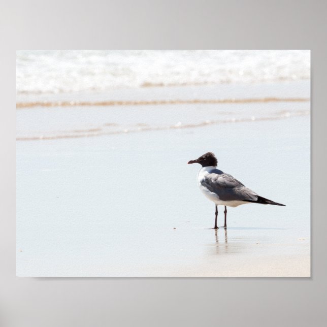 Seagull na Poster da praia (Frente)