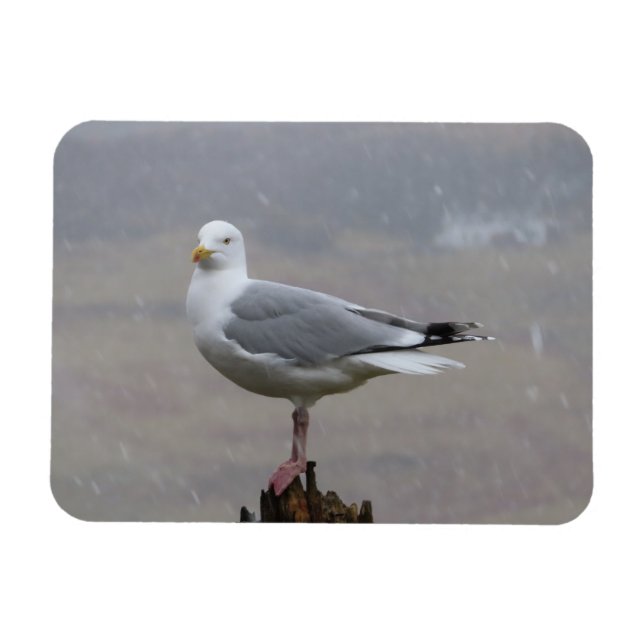 Seagull no ímã de fotos flexível horizontal para n (Horizontal)