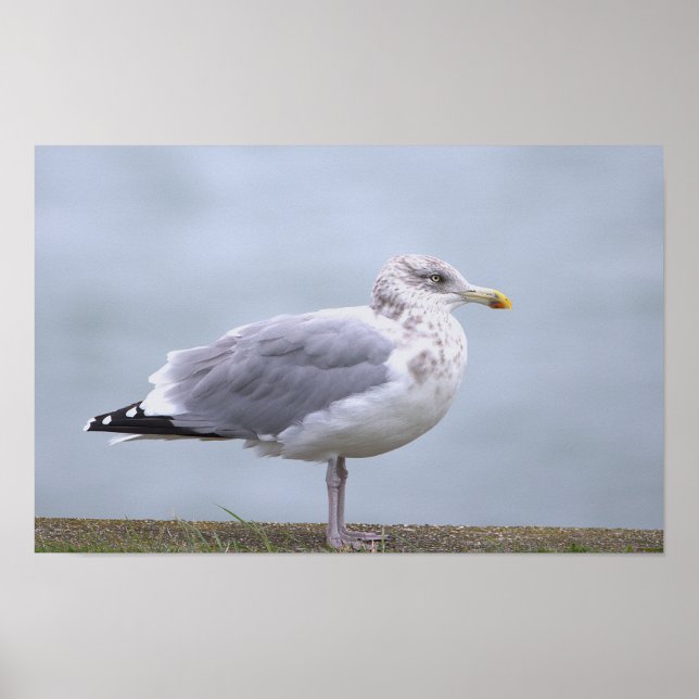 Seagull Photo Poster (Frente)
