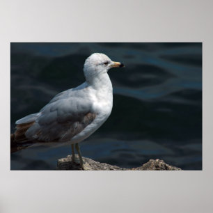 Seagull Poster