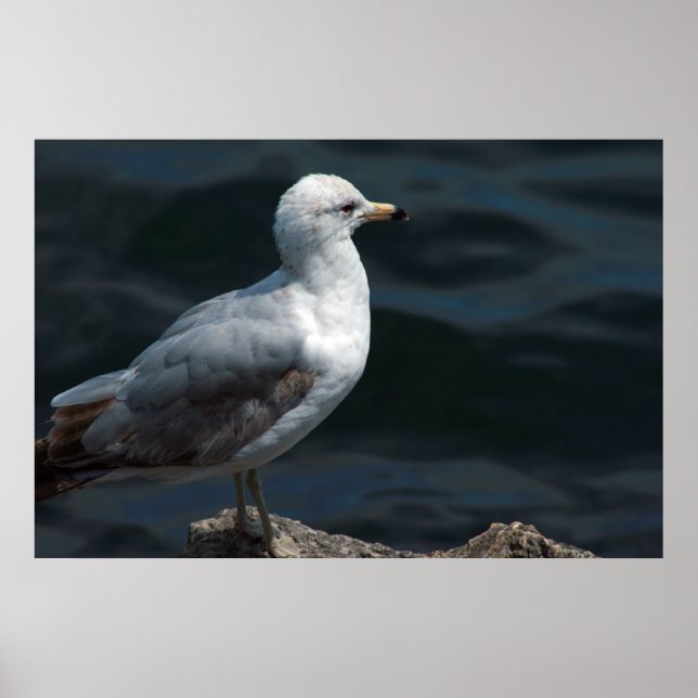 Seagull Poster (Frente)