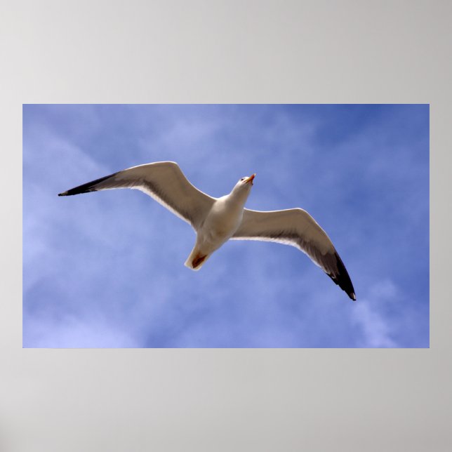 Seagull Poster (Frente)