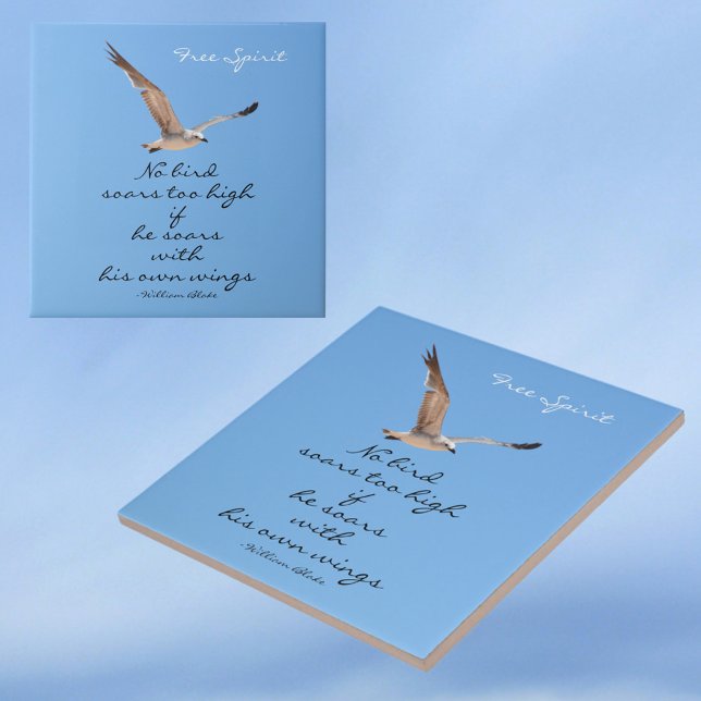 Seagull Sem Pássaros Soar Muito Alto Azul (Criador carregado)