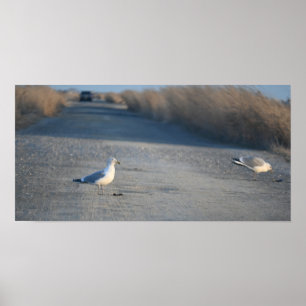 Seagulls no Wildlife Drive Poster