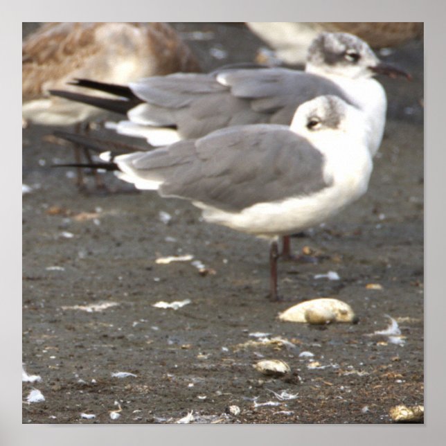 Seagulls Photo Poster (Frente)