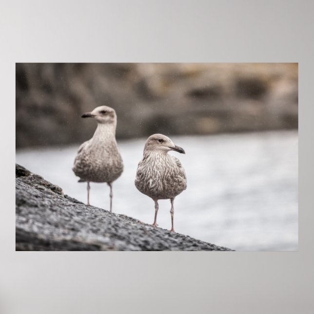 Seagulls Wildlife Photo Poster (Frente)