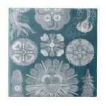 Sealife Blueprint IV<br><div class="desc">Vida marinha</div>