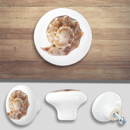 Seashell Beach Ocean Shell