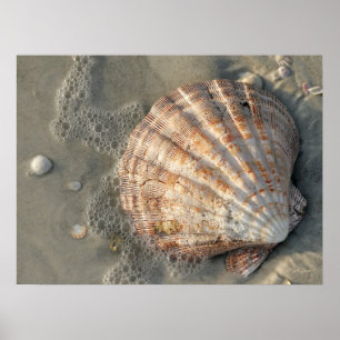 Seashell Na Poster Da Praia
