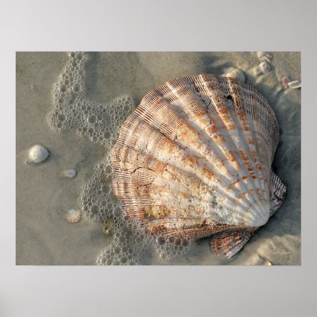 Seashell Na Poster Da Praia (Frente)