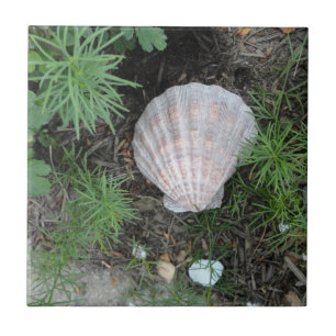 Seashell no jardim