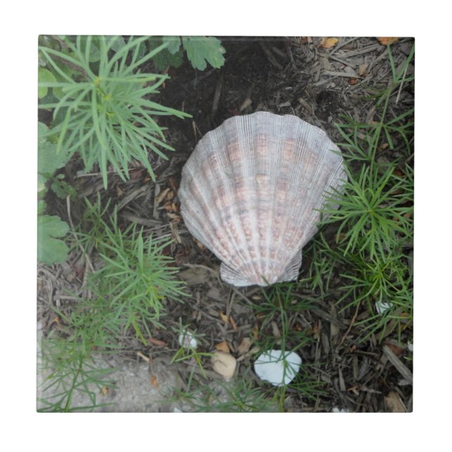 Seashell no jardim (Frente)