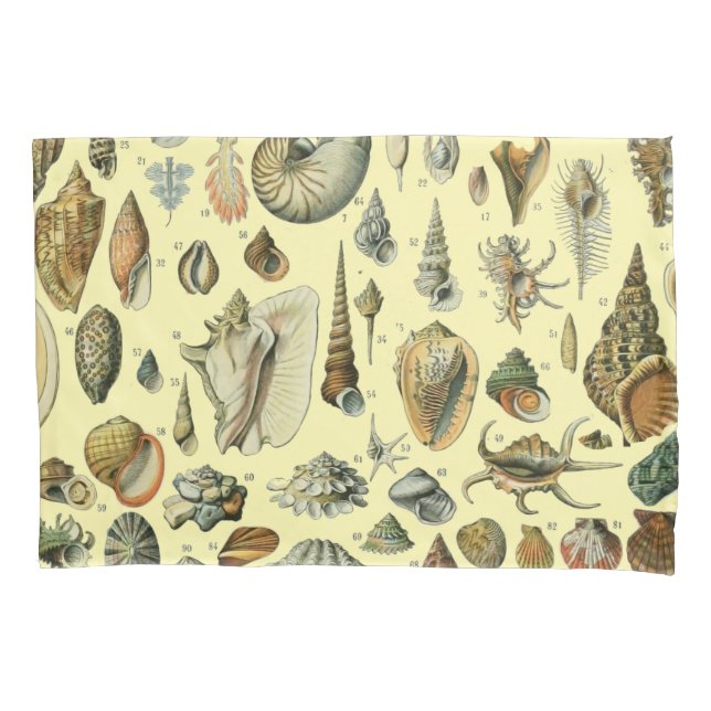 Seashell Shell Mollusk Clam Elegant Clam Art (Frente)