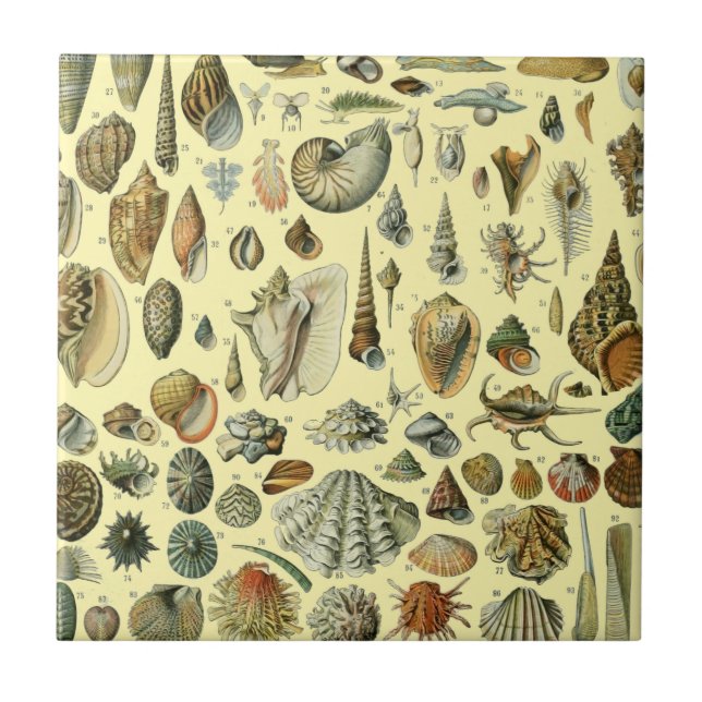Seashell Shell Mollusk Clam Elegant Clam Art (Frente)