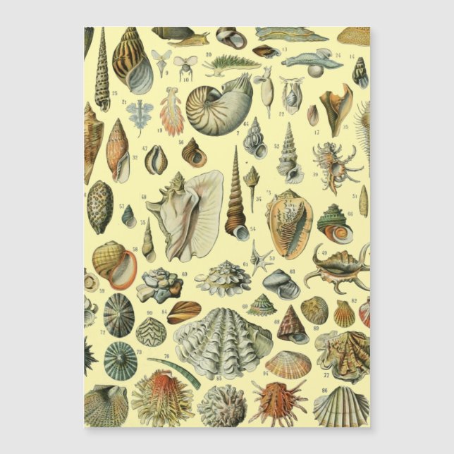 Seashell Shell Mollusk Clam Elegant Clam Art (Frente)