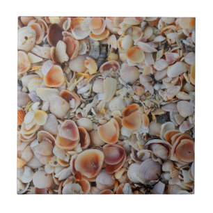 Seashells Beachy