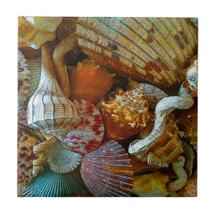 Seashells Beachy