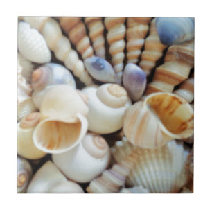 Seashells bonitos, verão, praia, escudos