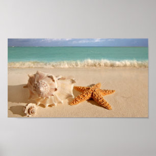 Seashells no poster da praia