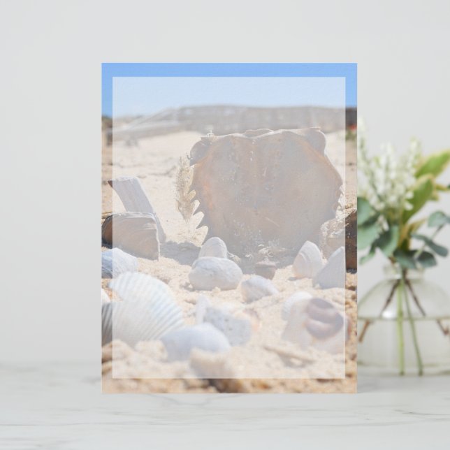 Seashells on Beach por Shirley Taylor (Em pé/Frente)