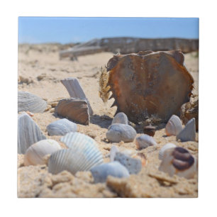 Seashells On the Beach por Shirley Taylor