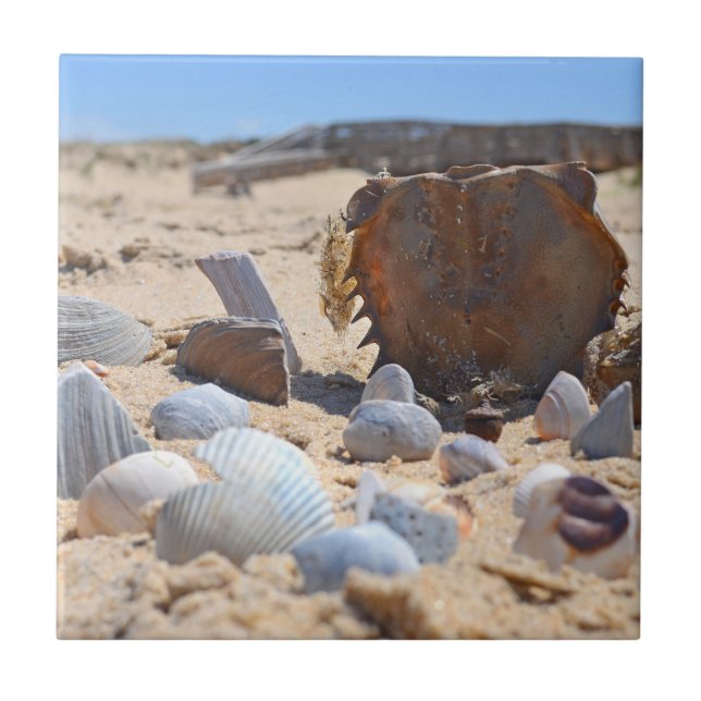 Seashells On the Beach por Shirley Taylor (Frente)