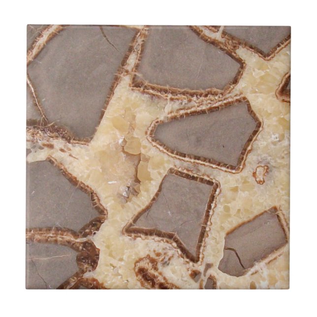 Seções Interessantes de Sepodule Cross - Section (Frente)