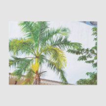 Árvore de Palma de Papel Tropical