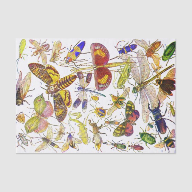 Seda Biologia do lenço de papel | do inseto dos insetos (Frente )