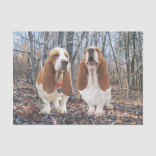 Seda Cães de Basset no lenço de papel das madeiras