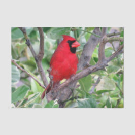 Seda Cardeal em uma árvore de limão - Papel de tecido