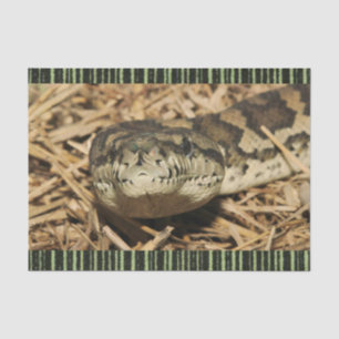 Seda Cobras de Papel Teclado