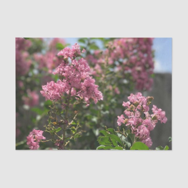 Seda Crepe Myrtle, papel de tecidos florescente (Frente )