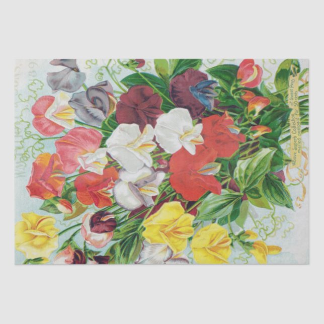 Seda Ervilhas doces do lenço de papel 1897 (Frente )