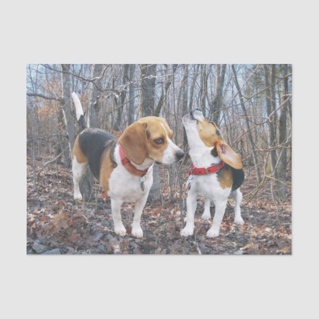 Seda Filhotes de cachorro do lebreiro no lenço de papel (Frente )