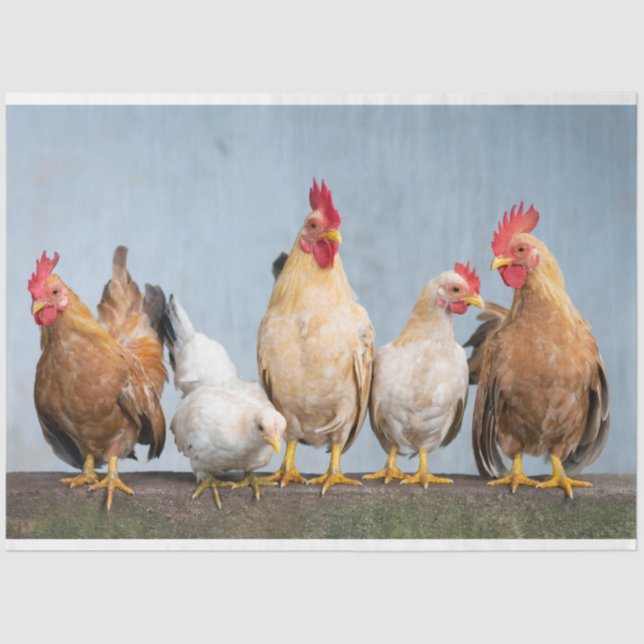 Seda Galinhas De Aves De Capoeira Fazenda 2 Papel Tecid (Frente )