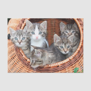 Seda gatinhos em papel de lençol