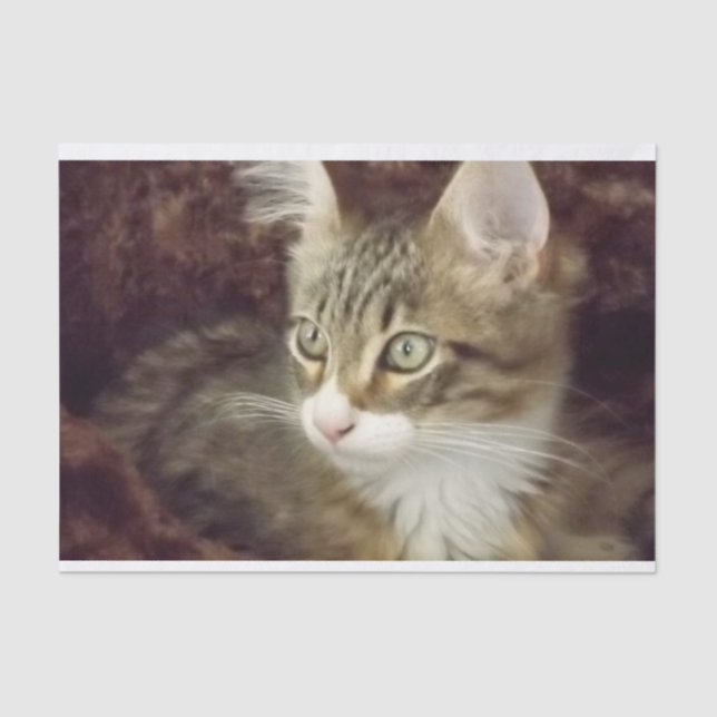 Seda Gato de Mobiliário de Artesanato de Papel para Dec (Frente )