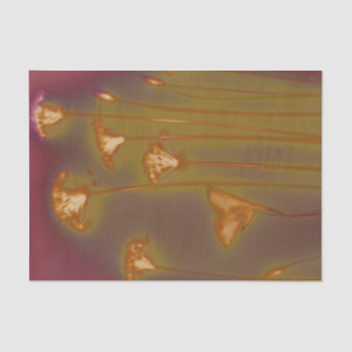 Seda H.A.S. Lenço de papel das artes, detalhe da imagem