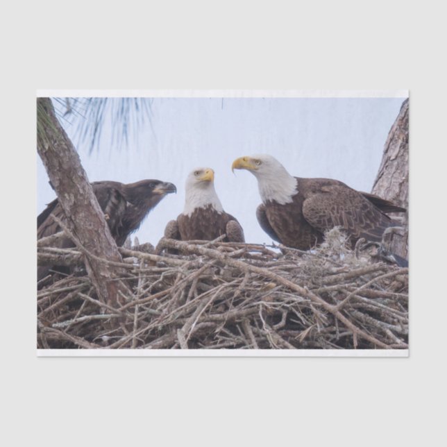 Seda Harriet, lenço de papel M & E9 (Frente )