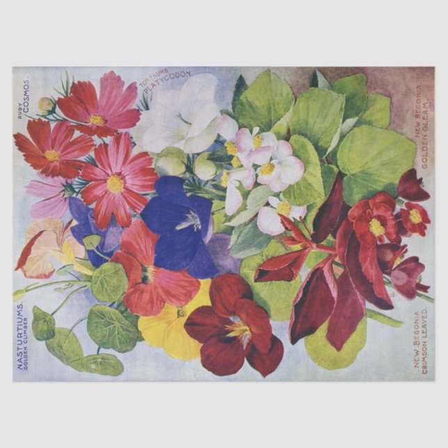 Seda Lenço de papel antigo 17x23 do catálogo de semente (Frente )