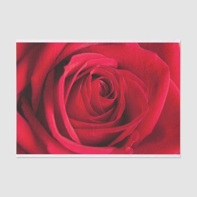 Seda Lenço de papel bonito da flor da rosa vermelha (Frente )